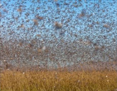 a big locust swarm