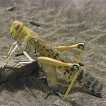 one locust